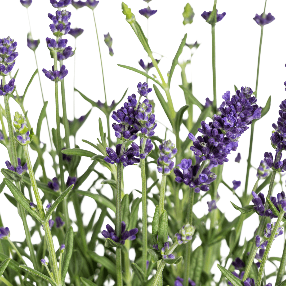 Echter Lavendel – Lavandula angustifolia – Ø13cm – ↕30–40cm – 8 Pflanzen – Duftende, bienenfreundliche Gartenpflanze – Für Beet, Balkon & Terrasse – Winterhart & pflegeleicht – Plant