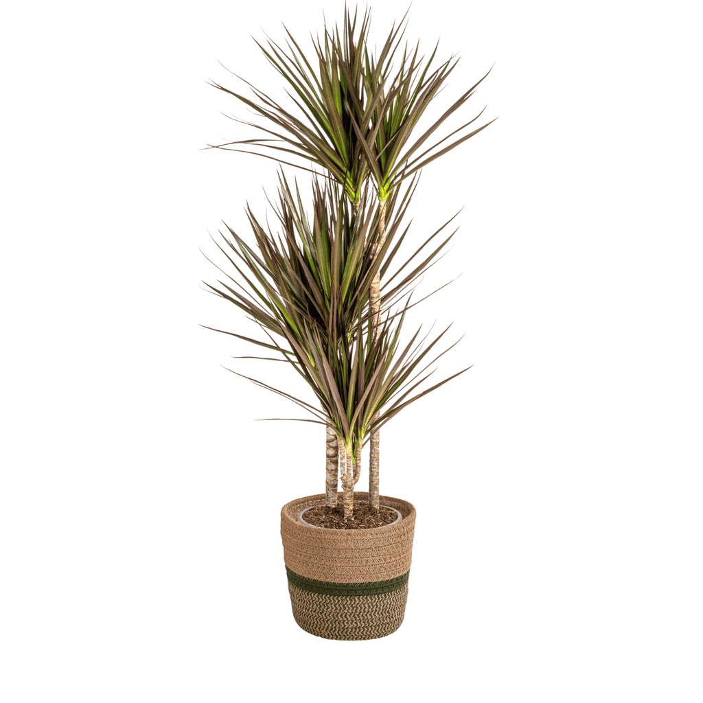 Dracaena Marginata Magenta inkl. Naturkorb – Höhe 110-130cm – Ø21cm – Exotische Zimmerpflanze mit roten Blatträndern – Pflegeleicht & luftreinigend – Plant