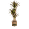Dracaena Marginata Magenta inkl. Naturkorb – Höhe 110-130cm – Ø21cm – Exotische Zimmerpflanze mit roten Blatträndern – Pflegeleicht & luftreinigend – Plant
