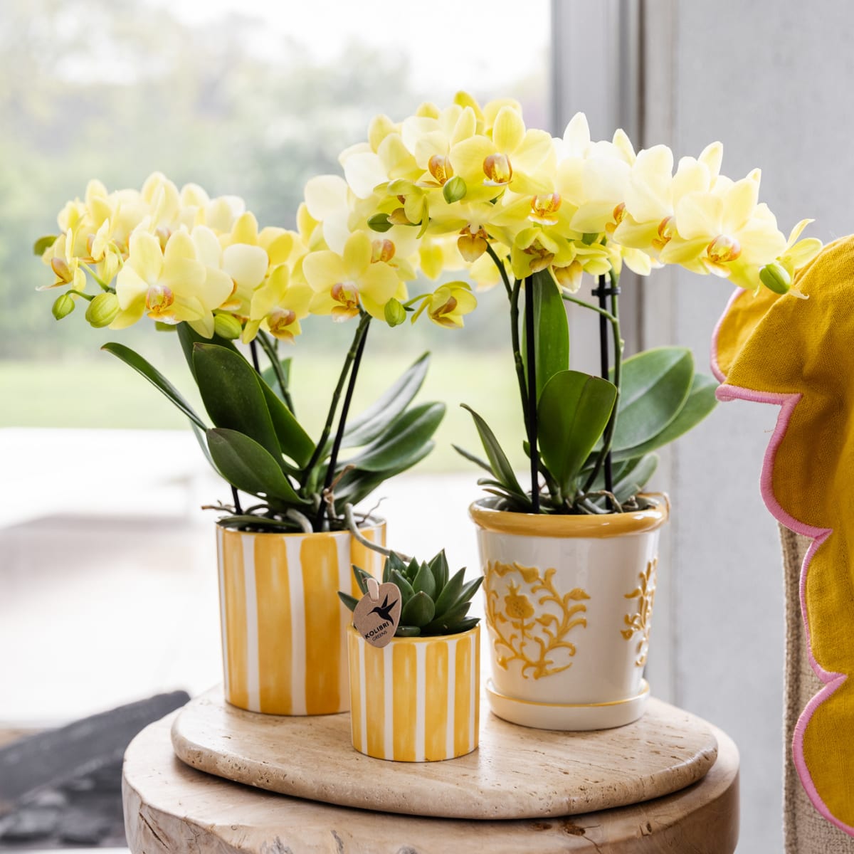 Gelbe Phalaenopsis Orchidee 'Albenga' – Ø9cm – Zimmerpflanze mit 2-3 Blütenstielen – Lange Blütezeit – Pflegeleicht – Direkt vom Züchter – Plant