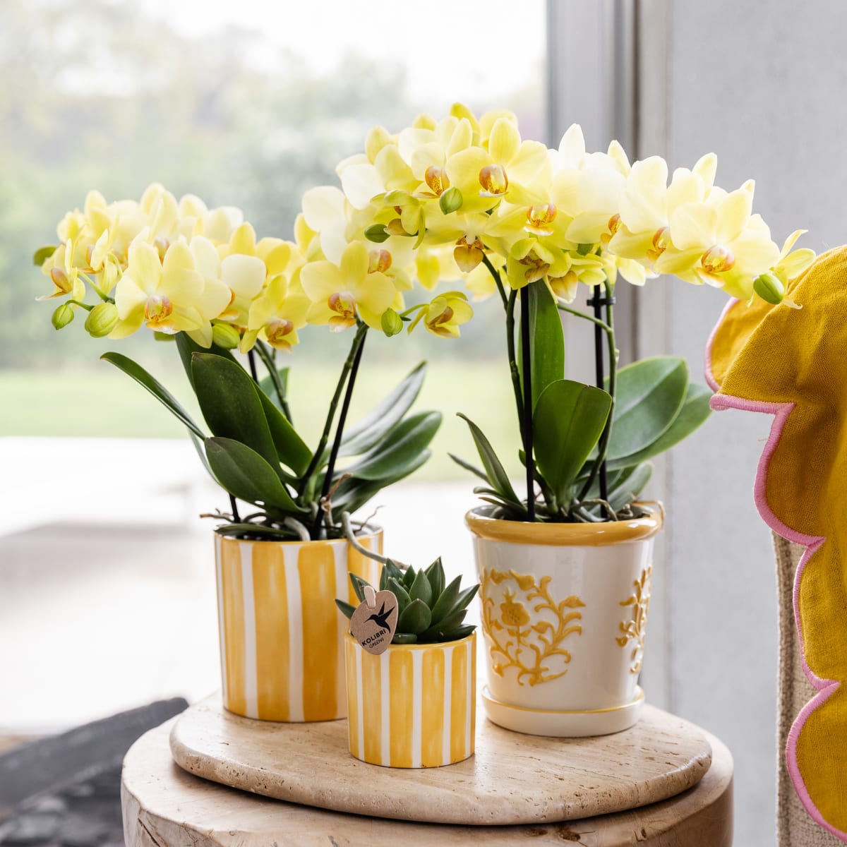 Gelbe Orchidee Albenga + Malaga Ziertopf Gelb – Ø9cm – Fröhliche Zimmerpflanze mit sonniger Ausstrahlung – Direkt vom Züchter – Plant