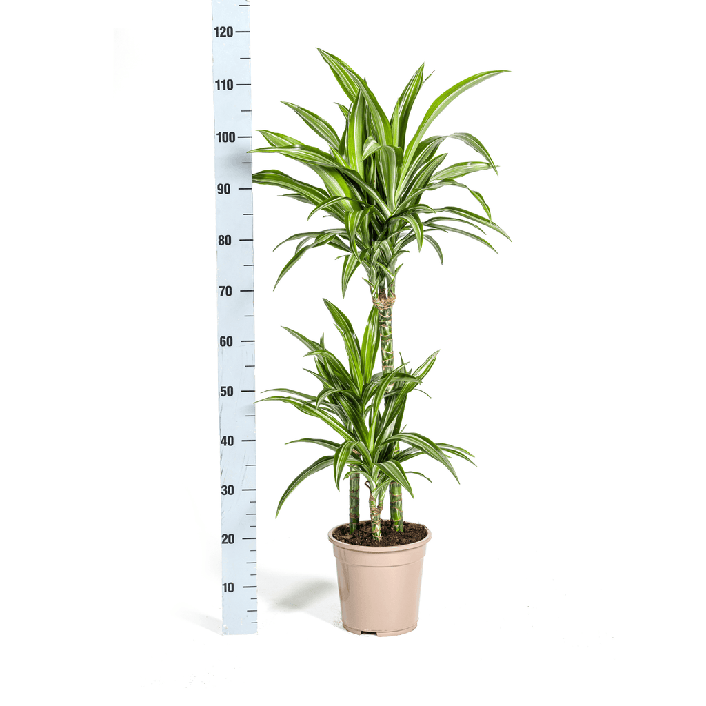 Drachenbaum – Dracaena Deremensis White Stripe – Zimmerpflanze – Ø21cm – ↕90-110cm – Pflegeleichte Grünpflanze mit dekorativen Blättern – Plant