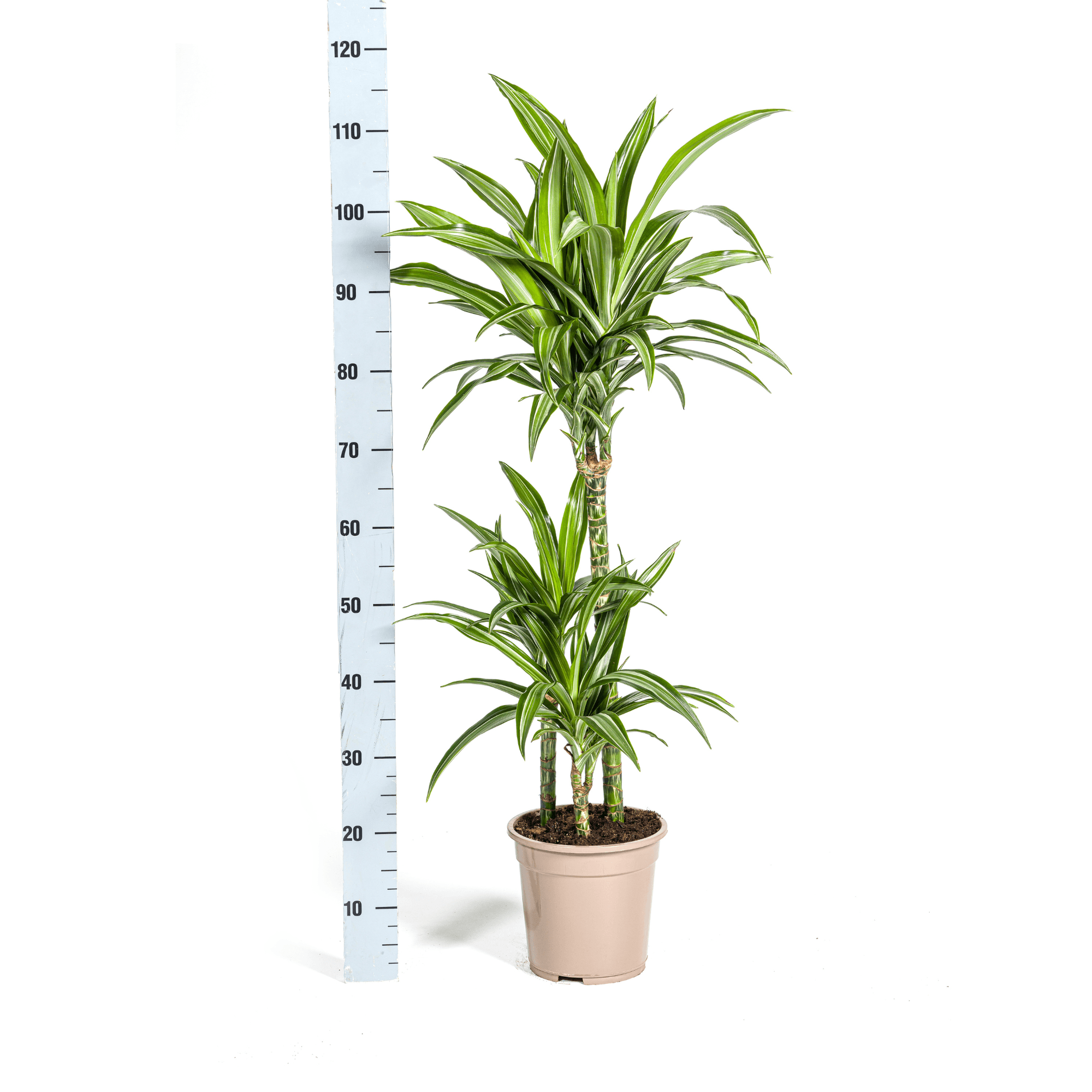 Drachenbaum – Dracaena Deremensis White Stripe – Zimmerpflanze – Ø21cm – ↕90-110cm – Pflegeleichte Grünpflanze mit dekorativen Blättern – Plant