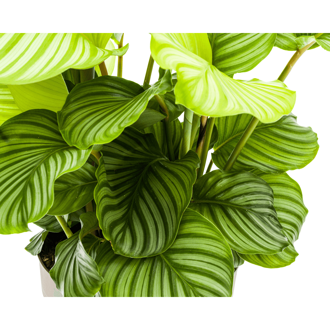 Korbmarante Calathea Orbifolia – Zimmerpflanze – Ø27cm – ↕70-90cm – große dekorative Blätter – pflegeleicht & tropisches Flair – Plant