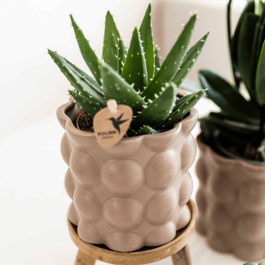 Topf Baumwolle – Sand – Ø9cm – Übertopf mit organischer Rillenstruktur – Keramik – Blumentopf für Orchideen & Zimmerpflanzen – Plant