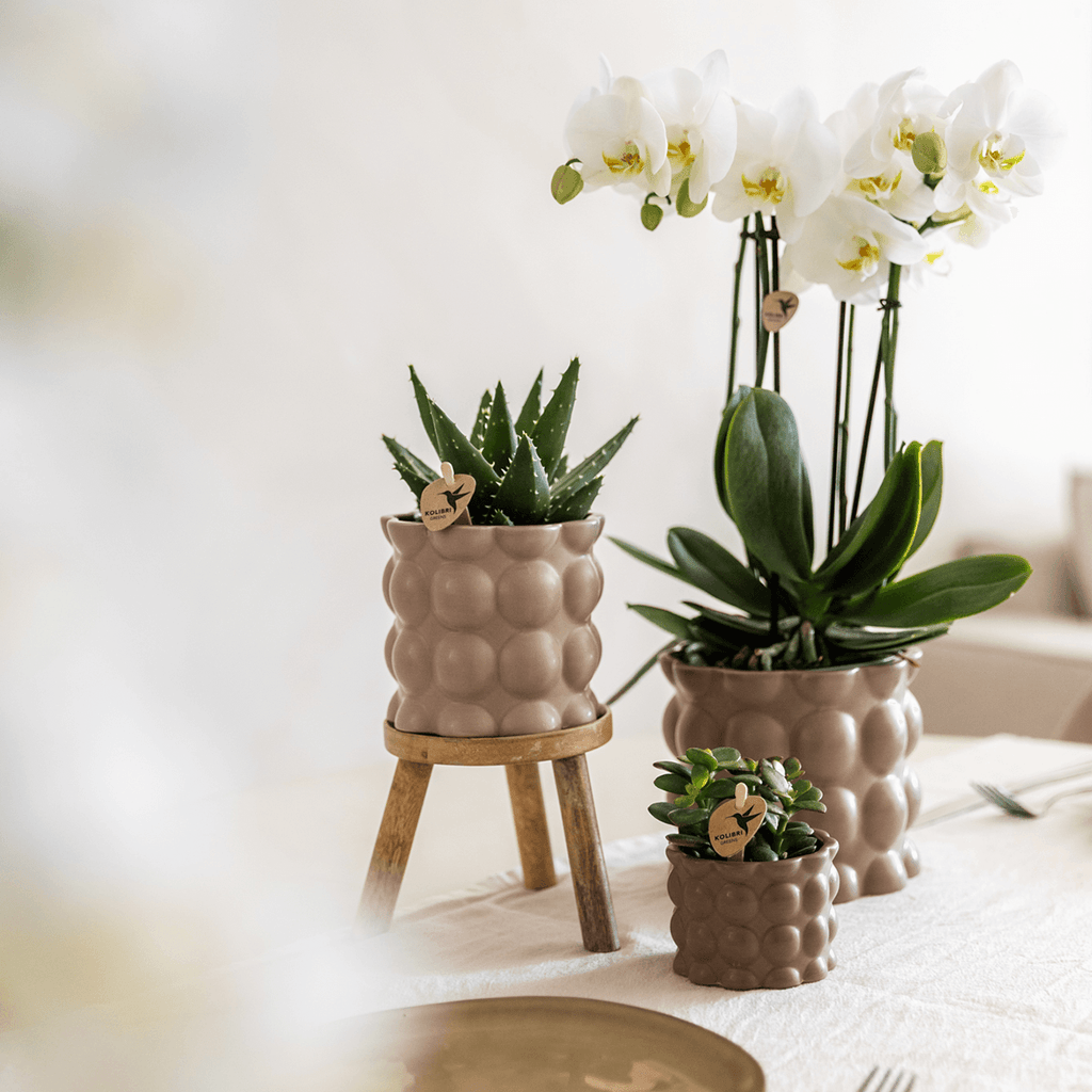 Blumentopf Cotton – Sand – Ø6cm – Kleiner Keramik Pflanztopf in matter Optik – Stilvoller Übertopf im Slow Living Design für Mini – Plant