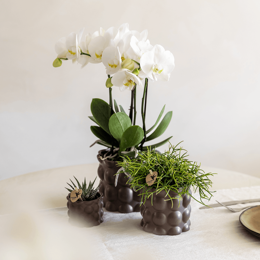 Ziertopf Cotton – Braun – Ø9cm – Blumentopf mit matter Oberfläche – Pflanztopf aus der Slow Living Kollektion – Für kleine Pflanzen & Orchideen – Plant