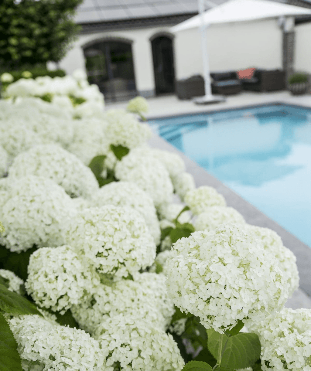 Hortensie – Hydrangea arborescens 'Strong Annabelle' – Ø19cm ↕30cm – Winterharte Gartenpflanze mit großen weißen Blüten – Plant