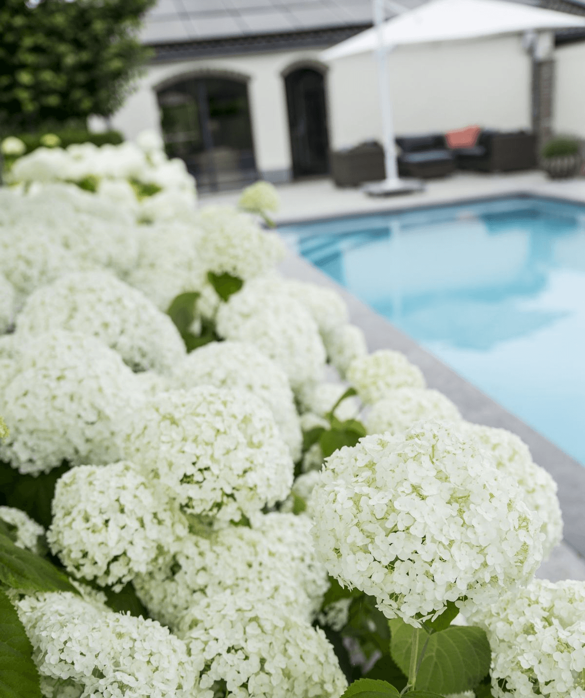 Hortensie – Hydrangea arborescens 'Strong Annabelle' – Ø19cm ↕30cm – Winterharte Gartenpflanze mit großen weißen Blüten – Plant
