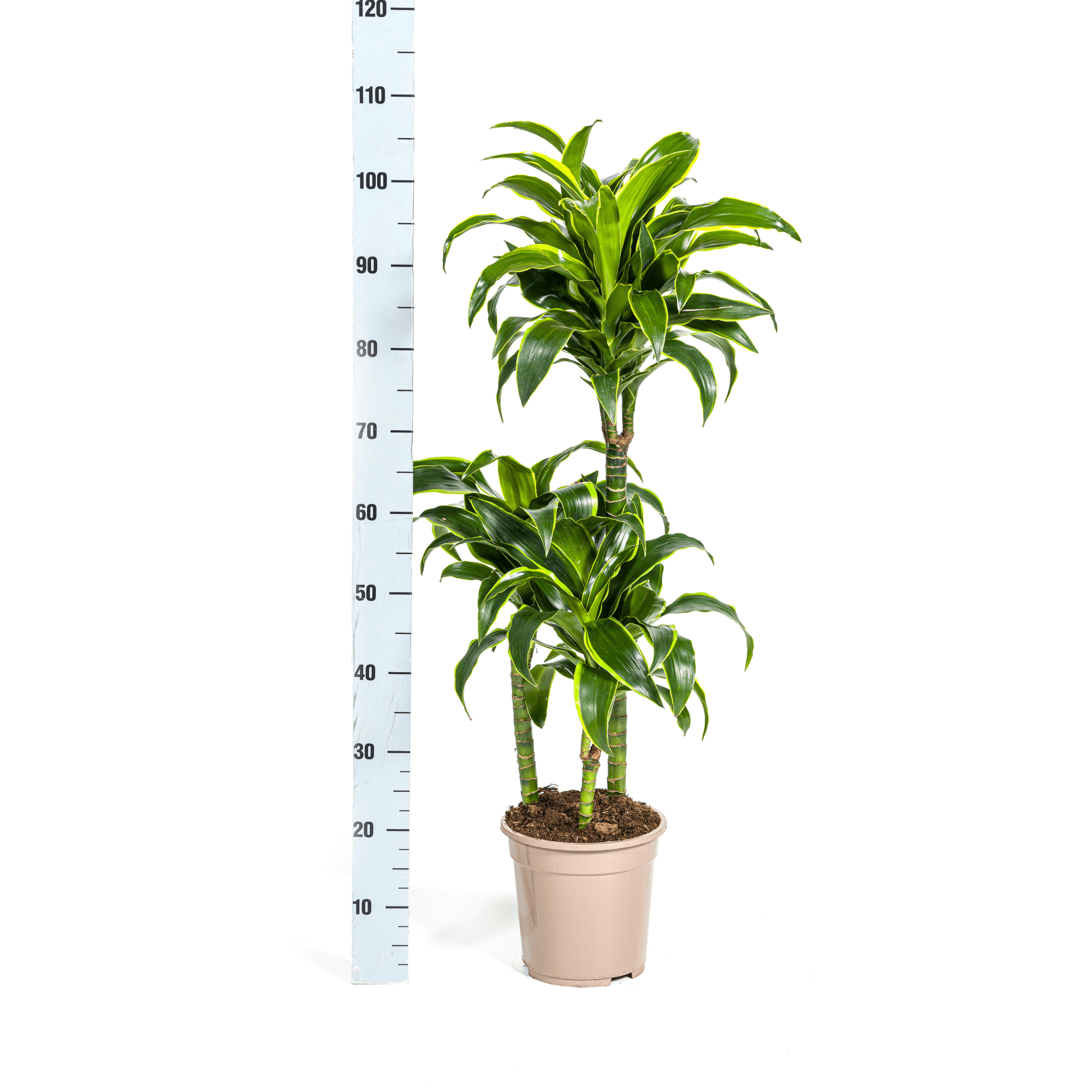 Dracaena Deremensis Dorado inkl. Naturkorb – Höhe 100-120cm – Ø21cm – Pflegeleichte Zimmerpflanze mit glänzenden Blättern – Plant