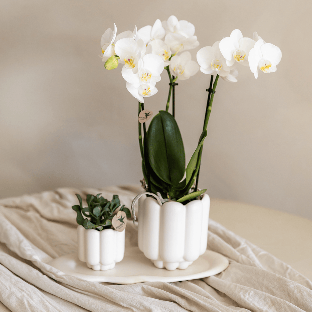 Geschenkset Retro White Gibraltar Orchidee Ø9cm + Grünpflanze Ø6cm – 2 weiße Retro – Übertöpfe matt + ovales weißes Tablett