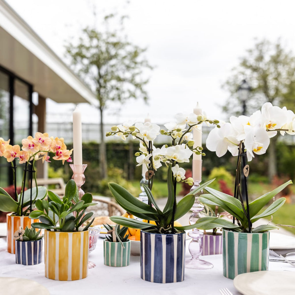 Weiße Phalaenopsis Orchidee Lausanne im Painted Stripe Ziertopf Türkis – Ø9cm – Multiflora Zimmerpflanze mit 2-3 Blütentrieben – Plant