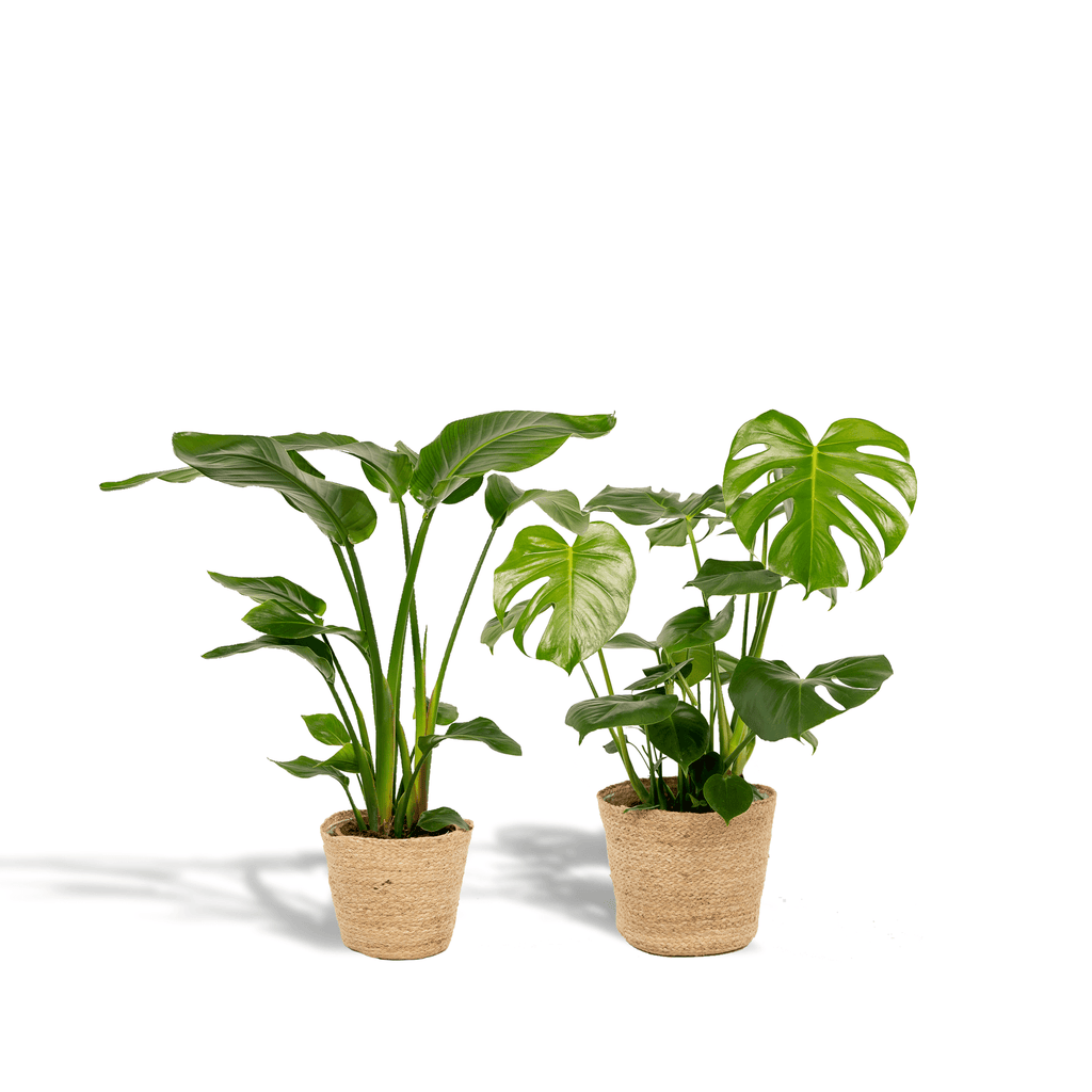 Strelitzia Nicolai – Ø19cm – ↕85cm + Monstera Deliciosa – Ø21cm – ↕75cm inkl. Naturkorb – Tropisches Zimmerpflanzen – Set mit luftreinigend – Plant
