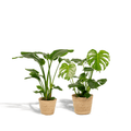 Strelitzia Nicolai – Ø19cm – ↕85cm + Monstera Deliciosa – Ø21cm – ↕75cm inkl. Naturkorb – Tropisches Zimmerpflanzen – Set mit luftreinigend – Plant