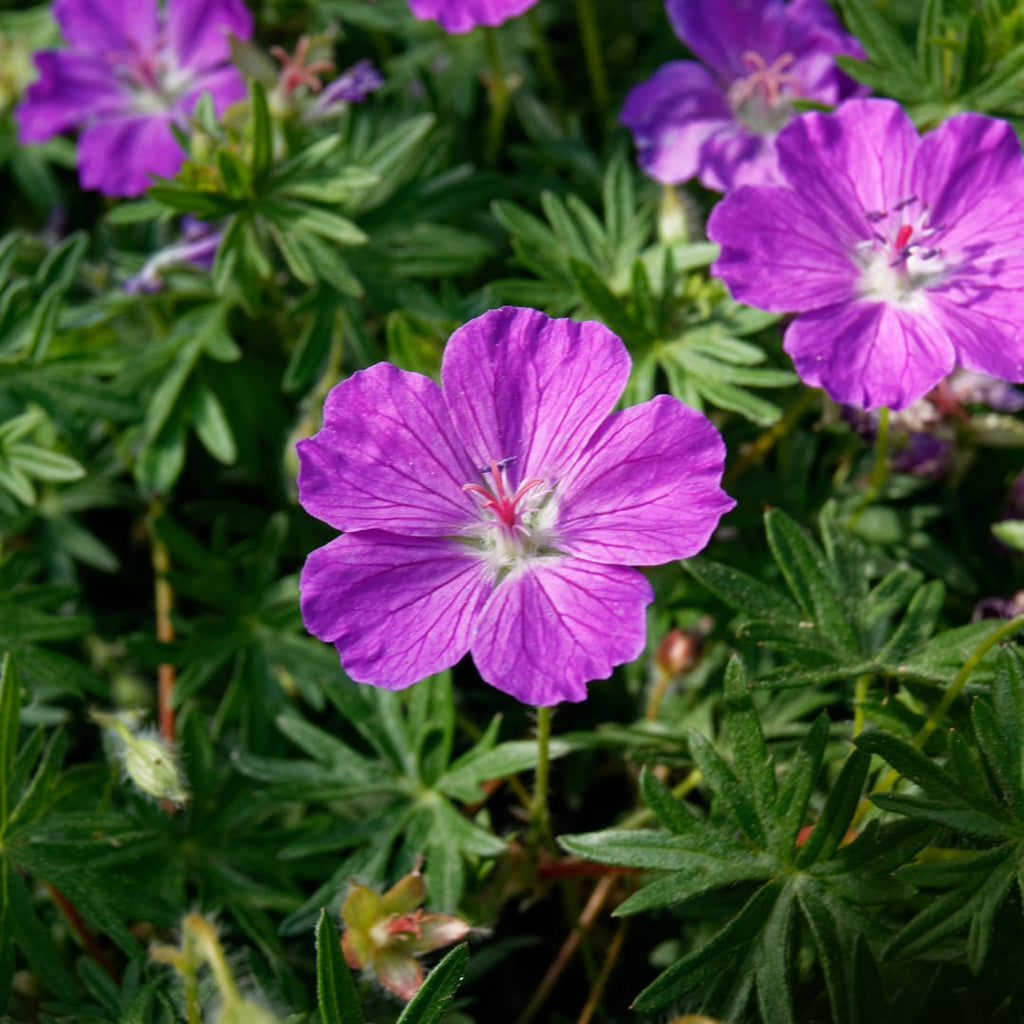 Geranium sanguineum Blut – Storchschnabel – Ø9cm – Höhe10-25cm – Blühende Staude für Beet Steingarten Bodendecker