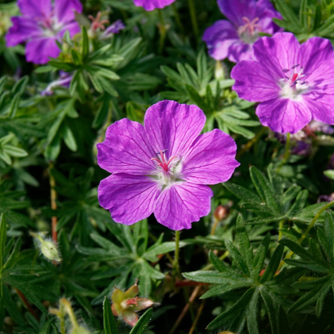 Geranium sanguineum Blut – Storchschnabel – Ø9cm – Höhe10-25cm – Blühende Staude für Beet Steingarten Bodendecker