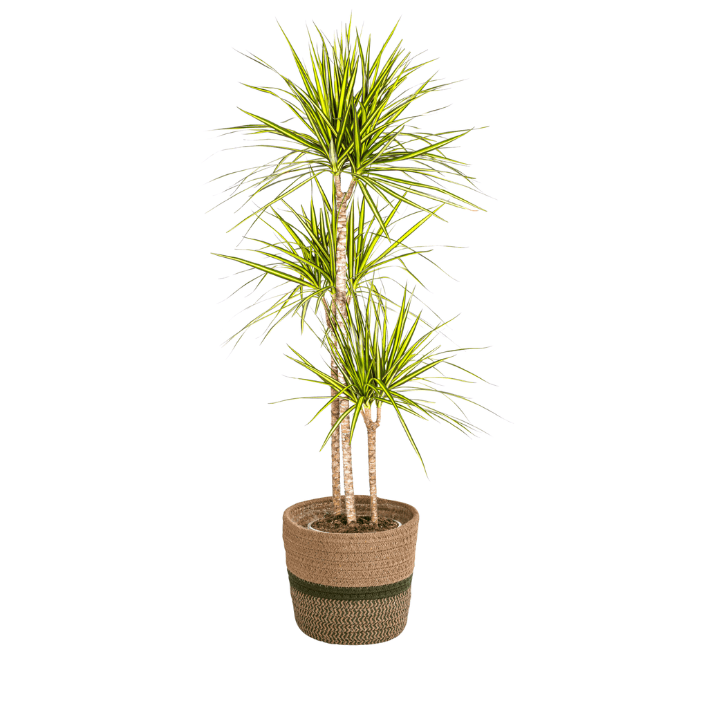 Dracaena Marginata Sunray inkl. Naturkorb – Höhe 130-150cm – Ø24cm – Tropische Zimmerpflanze mit zweifarbigem Blattwerk – Plant