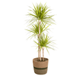 Dracaena Marginata Sunray inkl. Naturkorb – Höhe 130-150cm – Ø24cm – Tropische Zimmerpflanze mit zweifarbigem Blattwerk – Plant
