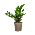 Glücksfeder – Zamioculcas Zamiifolia – Zimmerpflanze – Ø17cm – ↕40-50cm – Pflegeleicht & robust – Ideal für Büro & Wohnzimmer – Plant