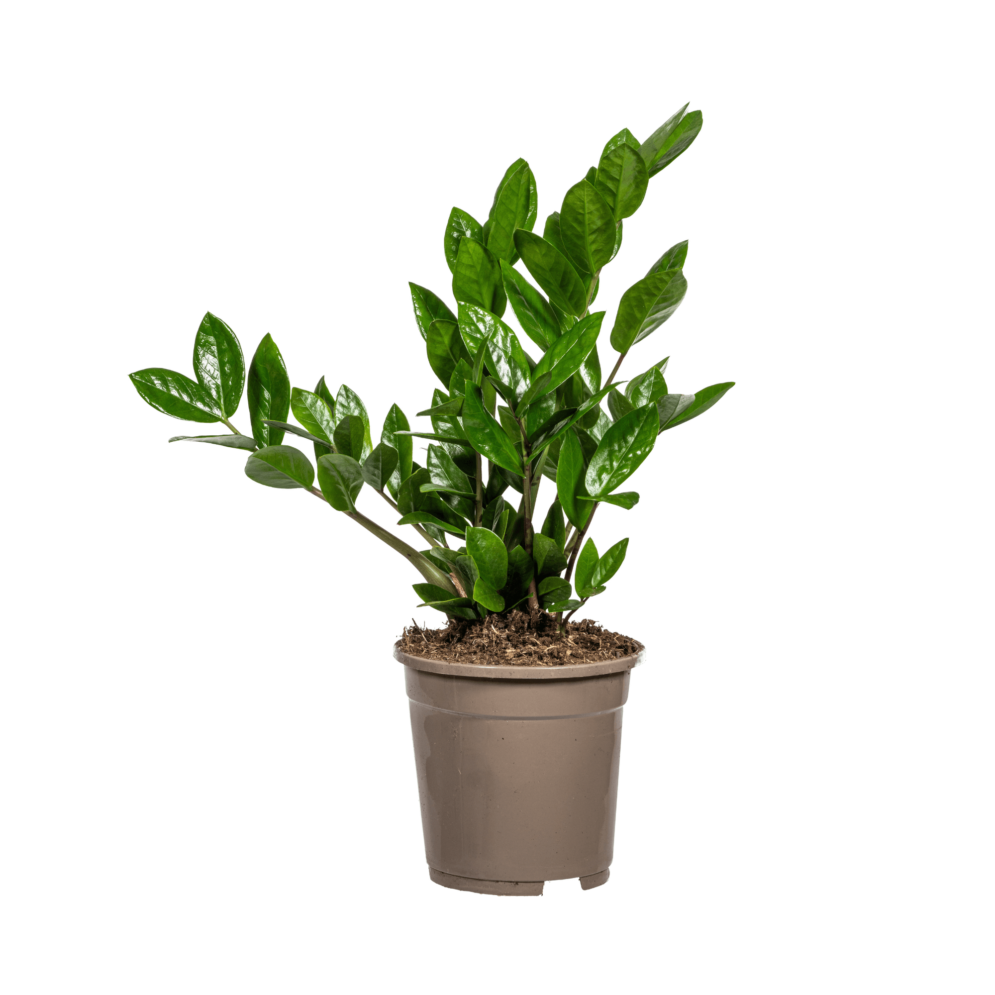Glücksfeder – Zamioculcas Zamiifolia – Zimmerpflanze – Ø17cm – ↕40-50cm – Pflegeleicht & robust – Ideal für Büro & Wohnzimmer – Plant