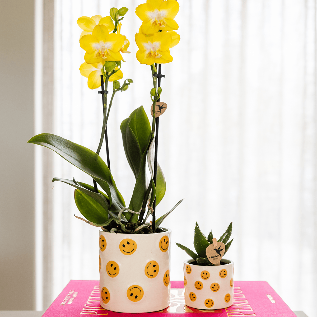 Smiley Pflanzenset – gelbe Phalaenopsis Albenga Orchidee Ø9cm + Sukkulente inkl. Keramik – Übertöpfe – fröhliche Zimmerpflanzen Deko