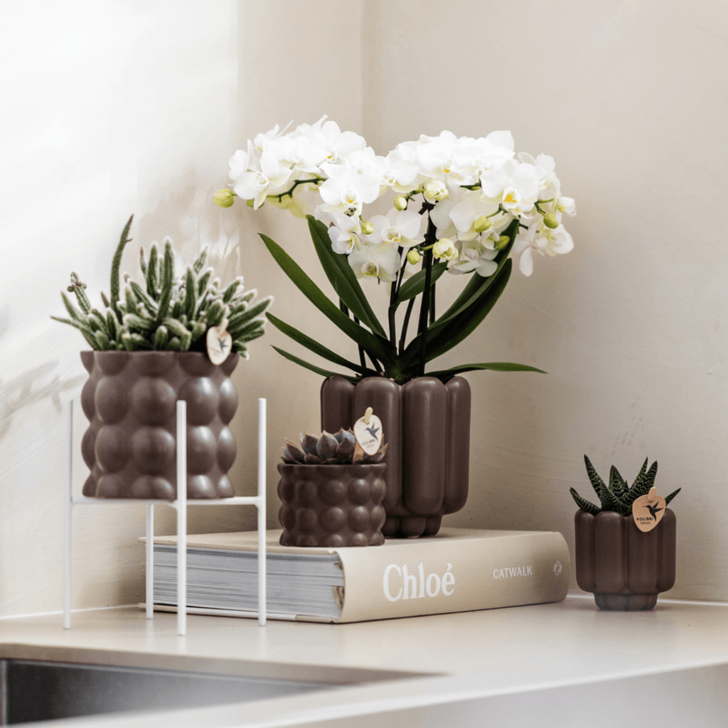 Retro Pflanztopf – Braun – Ø6cm – Dekorativer Mini – Übertopf aus Keramik – Blumentopf mit Rillenstruktur für Orchideen & Grünpflanzen – Plant