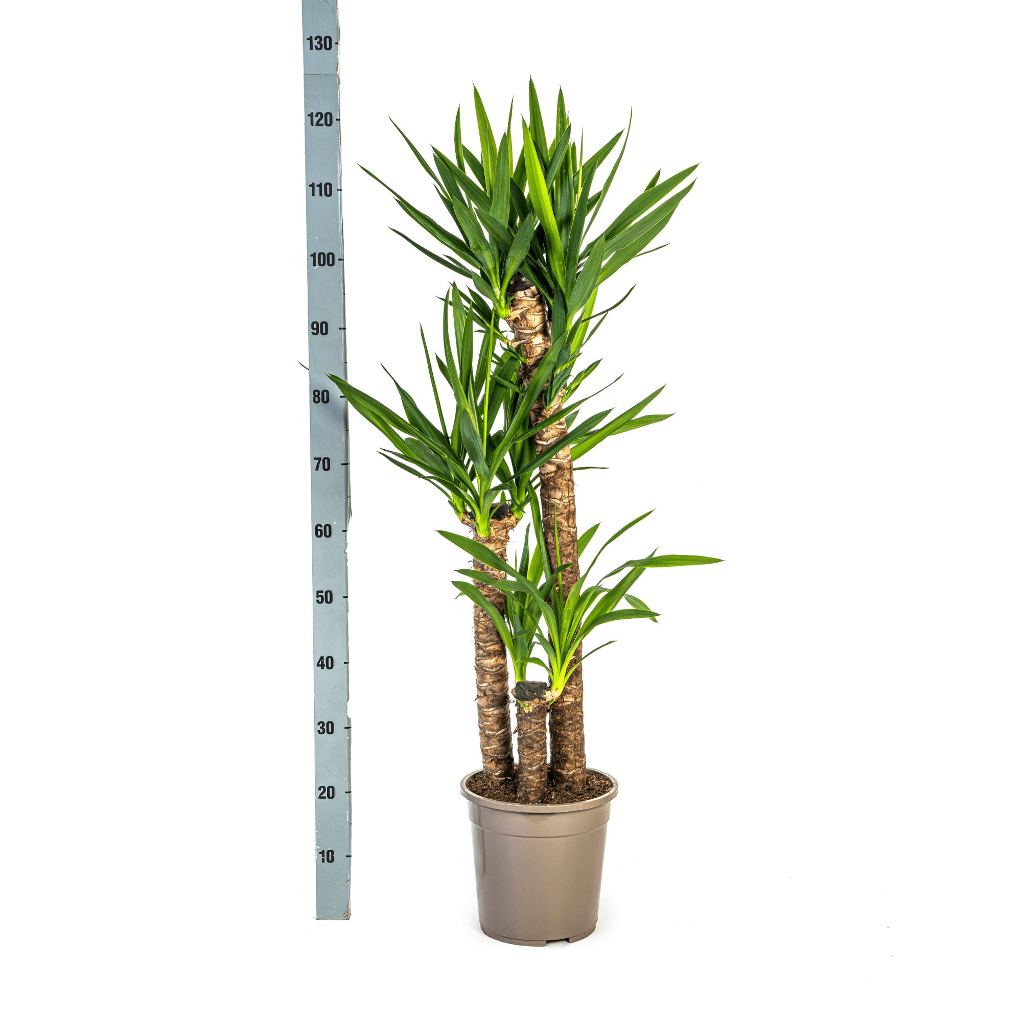 Yucca Elephantipes inkl. Naturkorb – Höhe 120-140cm – Ø24cm – Robuste Zimmerpflanze mit markantem Stamm & schwertförmigen Blättern – Plant