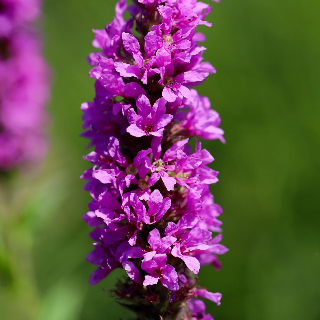 Lythrum salicaria Blutweiderich – Ø9cm – Höhe10-25cm – Rosa purpurne Blütenstaude für Teichrand & Feuchtbeet – Pflegeleicht