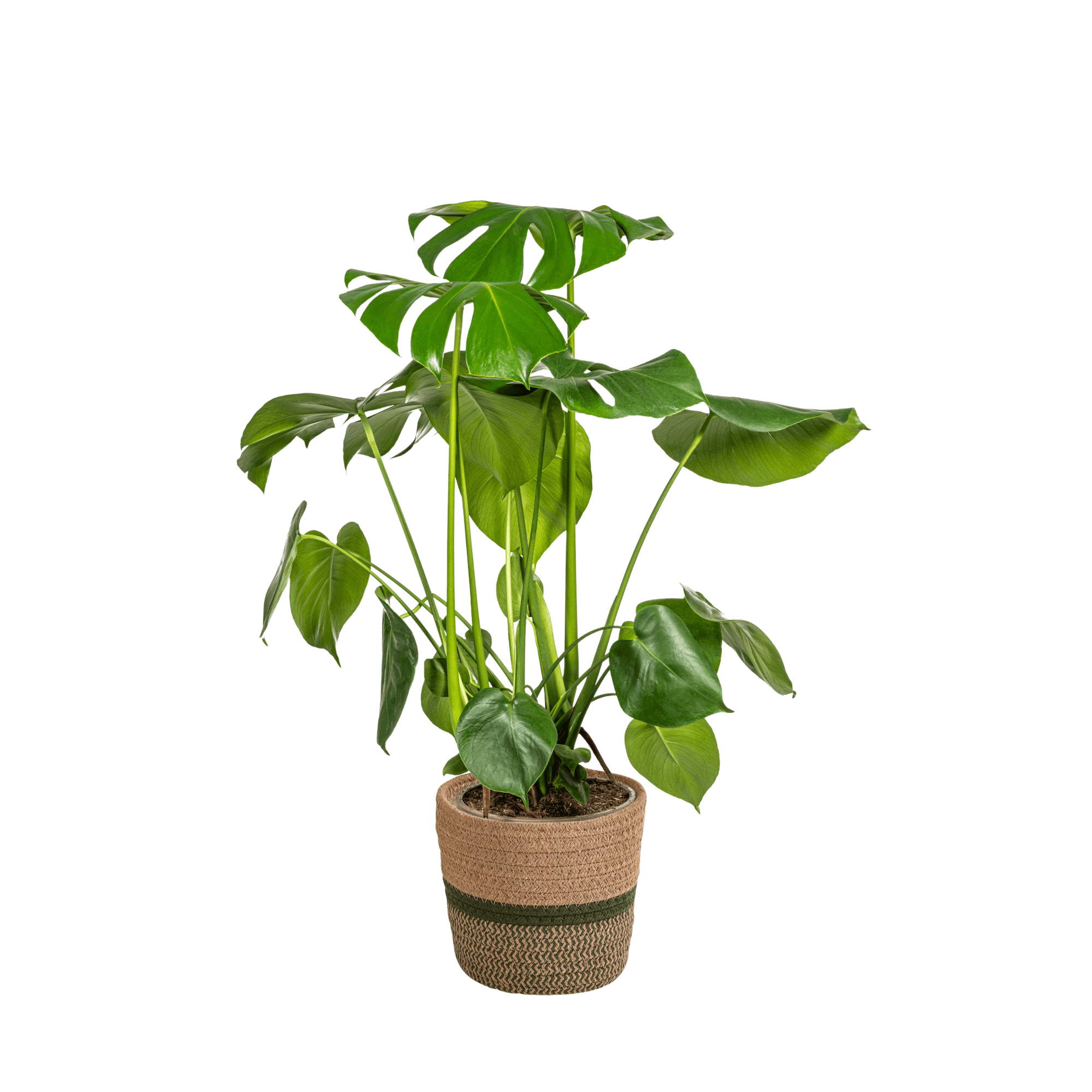 Monstera Deliciosa Tauerii inkl. Naturkorb – Höhe 70-90cm – Ø21cm – Pflegeleichte Zimmerpflanze mit großen, dekorativen Blättern – Plant
