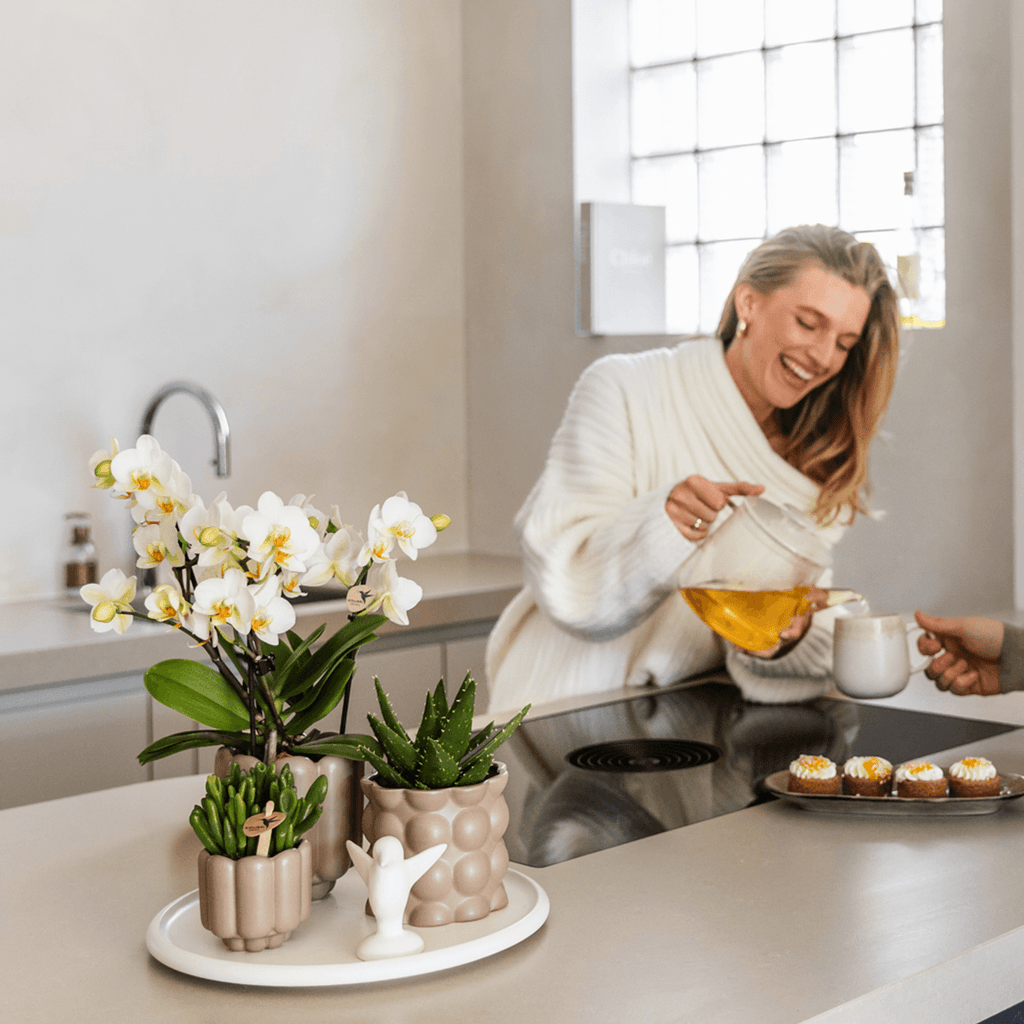 Topf Baumwolle – Sand – Ø9cm – Übertopf mit organischer Rillenstruktur – Keramik – Blumentopf für Orchideen & Zimmerpflanzen – Plant
