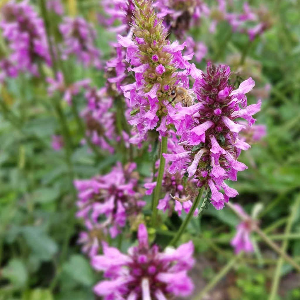 Stachys monieri Hummelo – Ø9cm – Höhe10-25cm – Blühende Staude für Beet Präriegarten Rabatte – winterhart pflegeleicht bienenfreundlich