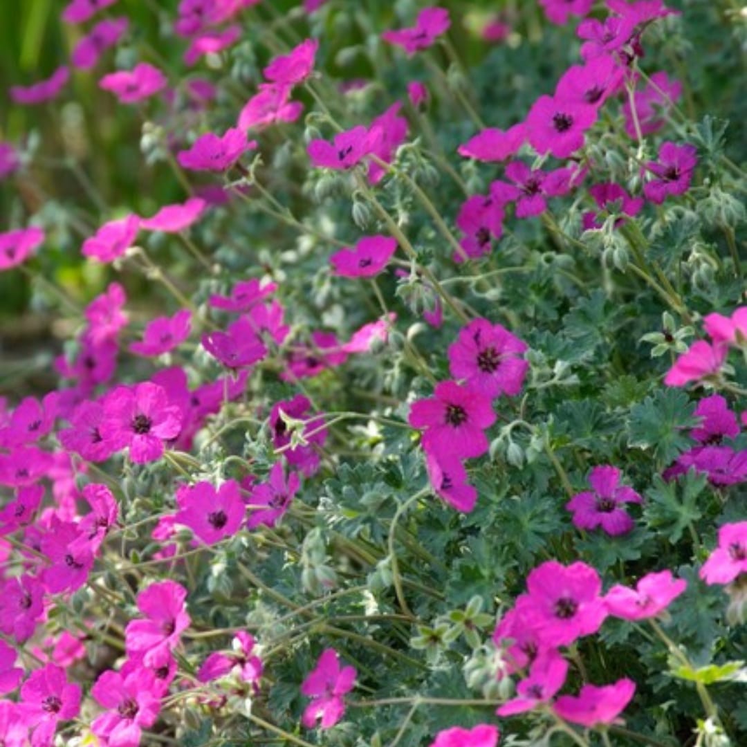 Geranium sanguineum Max Frei Ø9cm Höhe 10-25cm – Karminrote Blütenstaude für sonnige Beete & Steingarten – Winterhart pflegeleicht