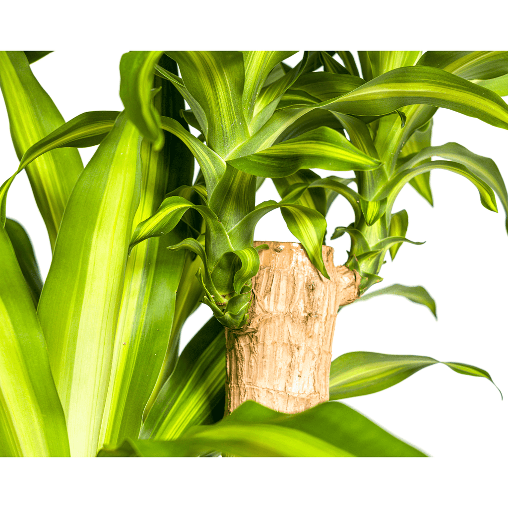 Dracaena Fragrans Massangeana – Drachenbaum – Ø30cm – ↕170-190cm – Tropische Zimmerpflanze – Robust & pflegeleicht – Plant