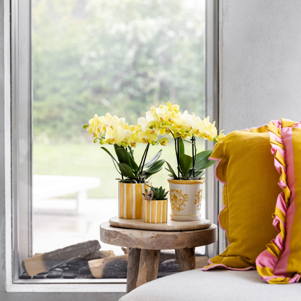 Gelbe Phalaenopsis Orchidee 'Albenga' – Ø9cm – Zimmerpflanze mit 2-3 Blütenstielen – Lange Blütezeit – Pflegeleicht – Direkt vom Züchter – Plant