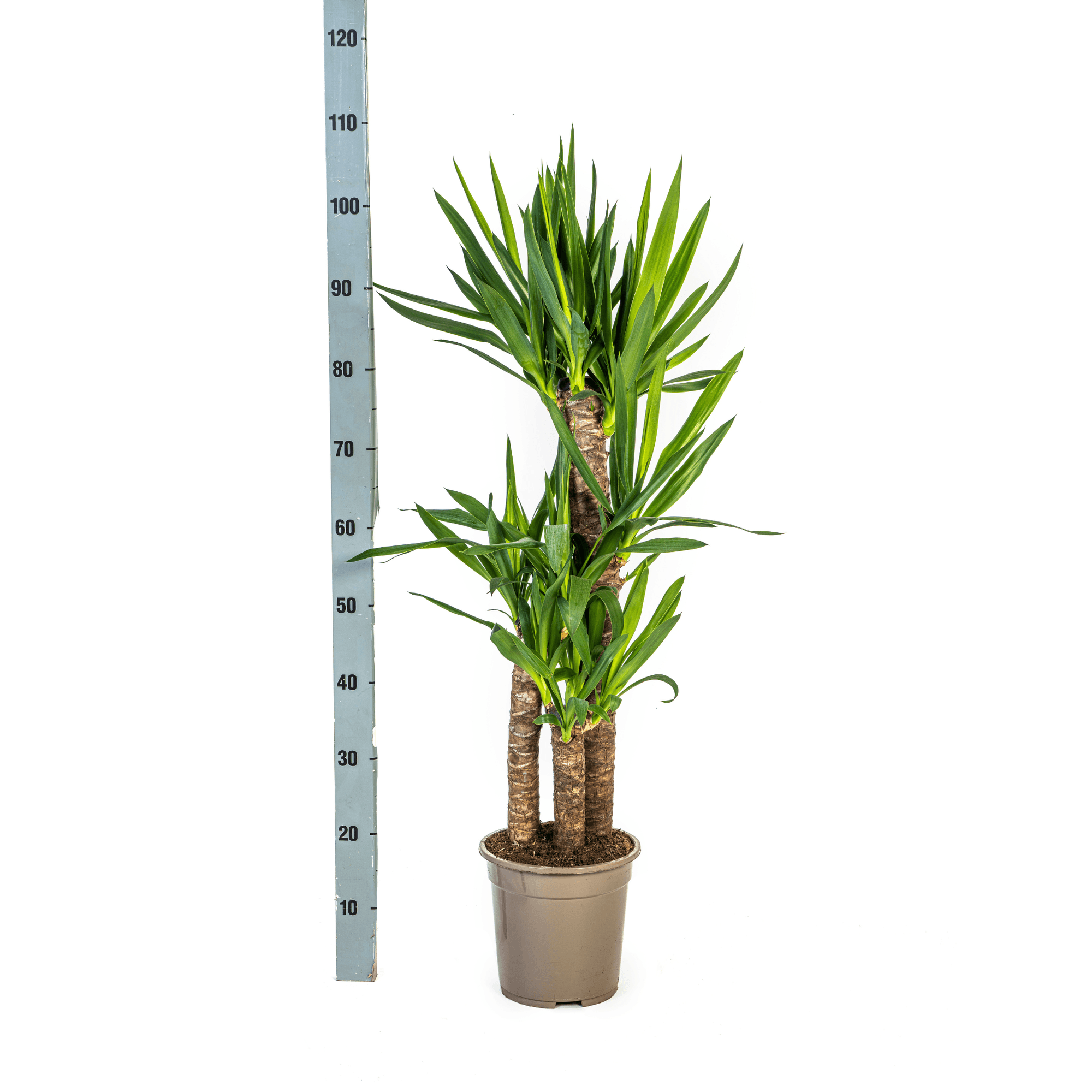 Yucca Elephantipes mit Korb – Höhe 90–110cm – Ø21cm – Palmlilie Zimmerpflanze mit robustem Stamm – Pflegeleichte & luftreinigende Pflanze für Wohnzimmer & Büro – Plant