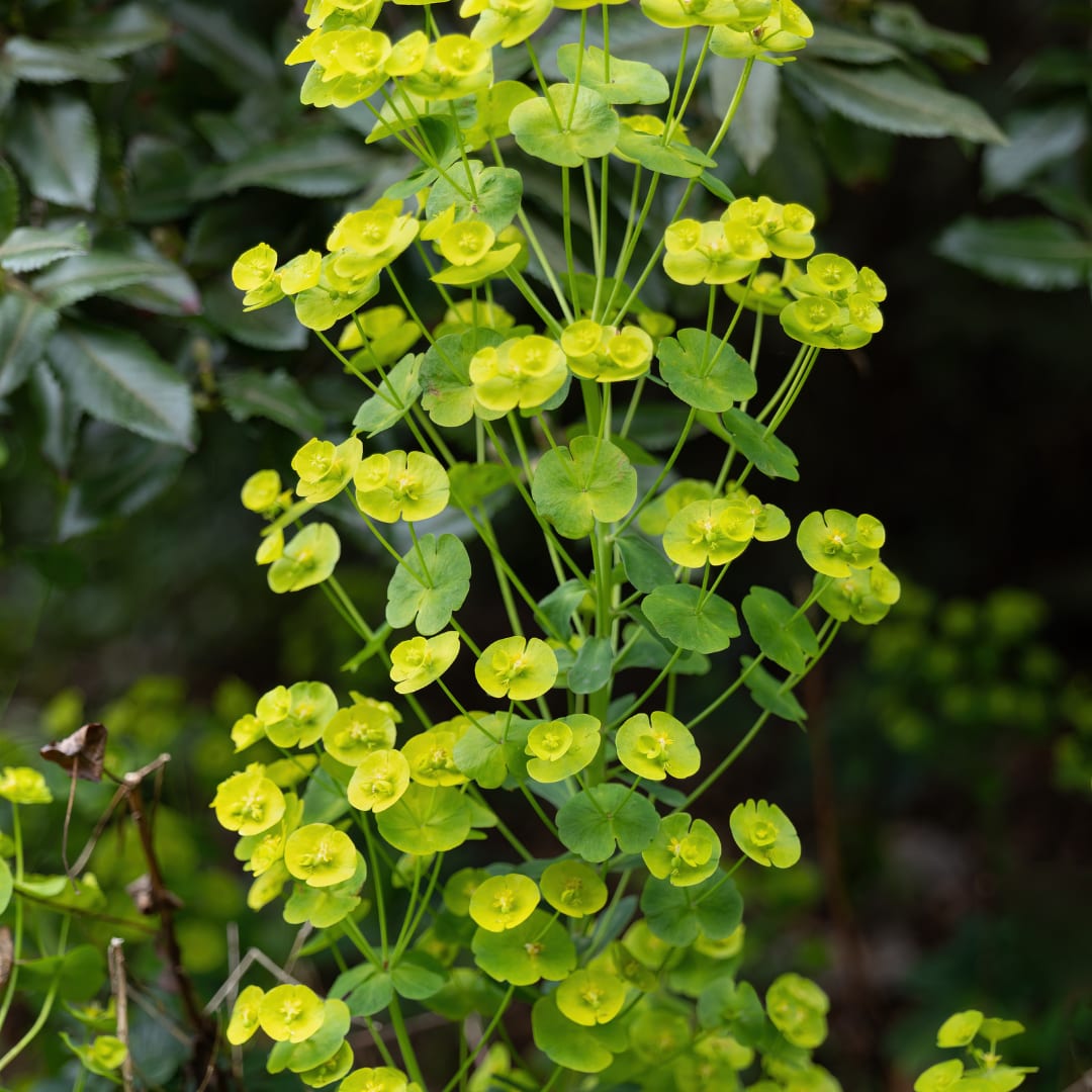 Euphorbia amygdaloides Robbiae – Ø9cm – Höhe10-25cm – Immergrüner Bodendecker für Schatten & Halbschatten – Gelbgrüne Blüten im Frühjahr