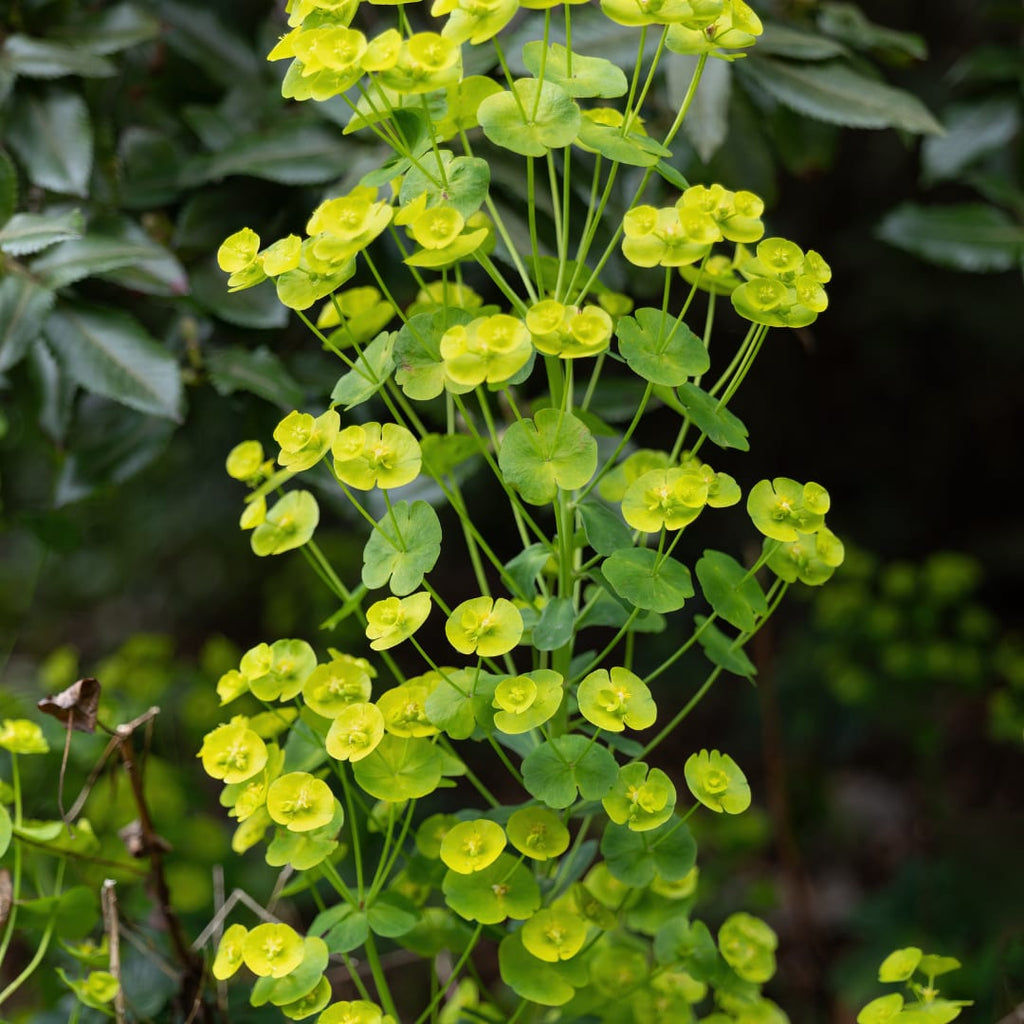Euphorbia amygdaloides Robbiae – Ø9cm – Höhe10-25cm – Immergrüner Bodendecker für Schatten & Halbschatten – Gelbgrüne Blüten im Frühjahr