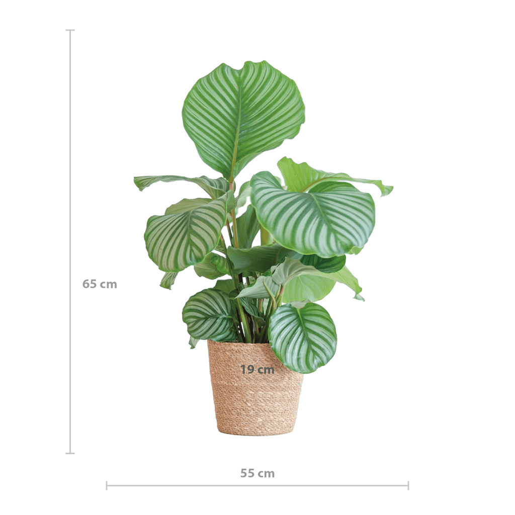 Korbmarante Calathea Orbifolia – Zimmerpflanze – 65cm hoch – Ø21cm – inkl. Natur – Korb Sofia aus Seegras – Luftreinigend & dekorativ – Plant