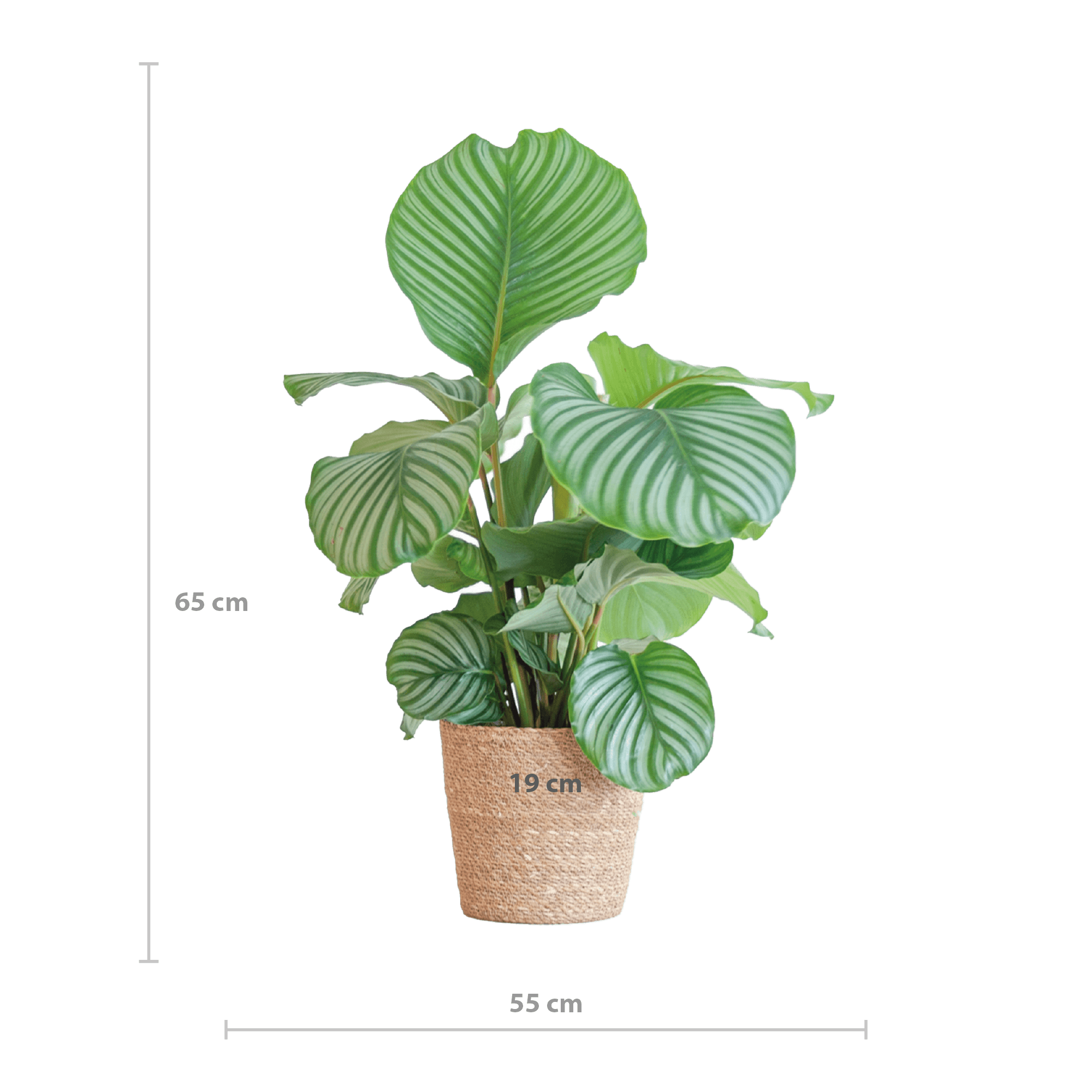 Korbmarante Calathea Orbifolia – Zimmerpflanze – 65cm hoch – Ø21cm – inkl. Natur – Korb Sofia aus Seegras – Luftreinigend & dekorativ – Plant
