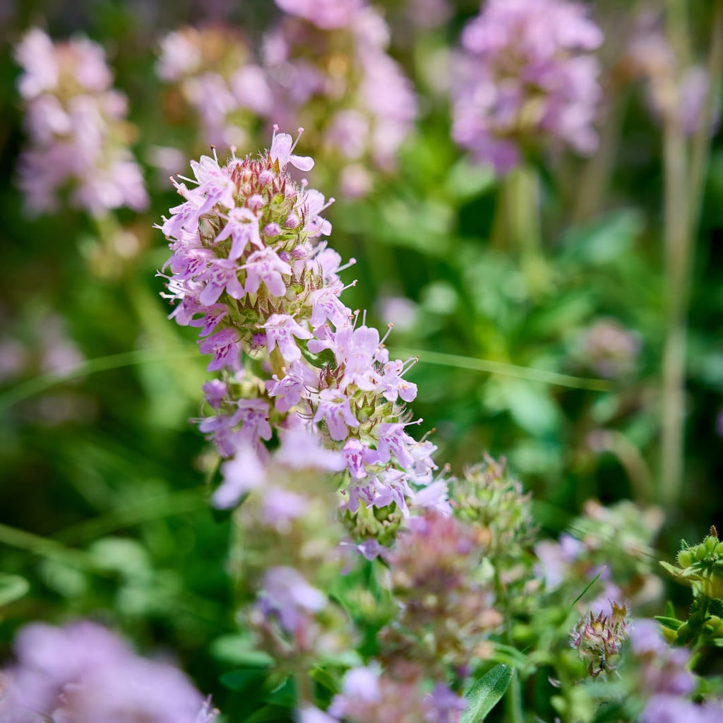 Thymus vulgaris Gartenthymian – Ø9cm – Höhe 10-25cm – Winterhartes Küchenkraut – Aromatisch