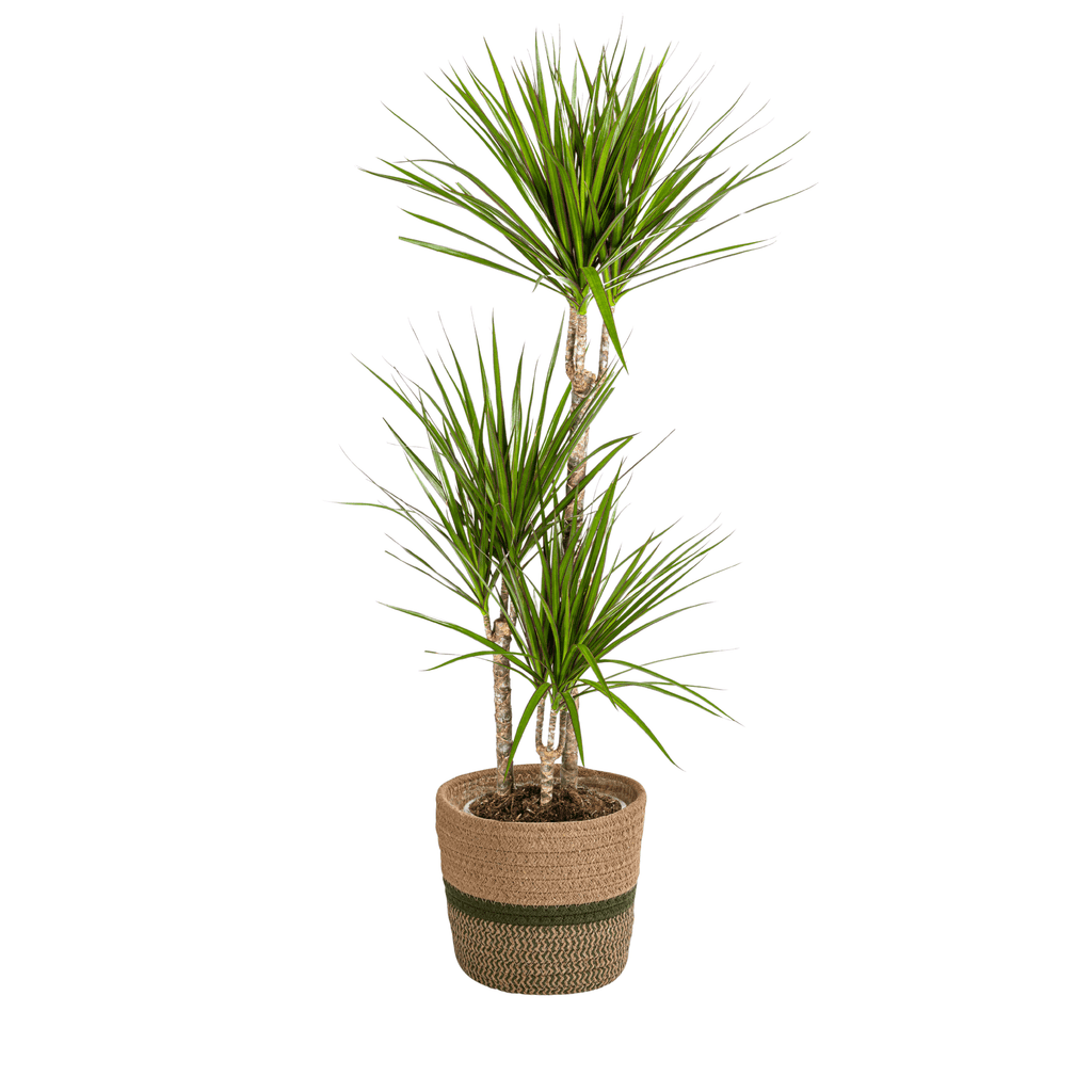 Dracaena Marginata Green inkl. Naturkorb – Höhe 110-130cm – Ø21cm – Elegante Zimmerpflanze mit schmalen grünen Blättern – Plant