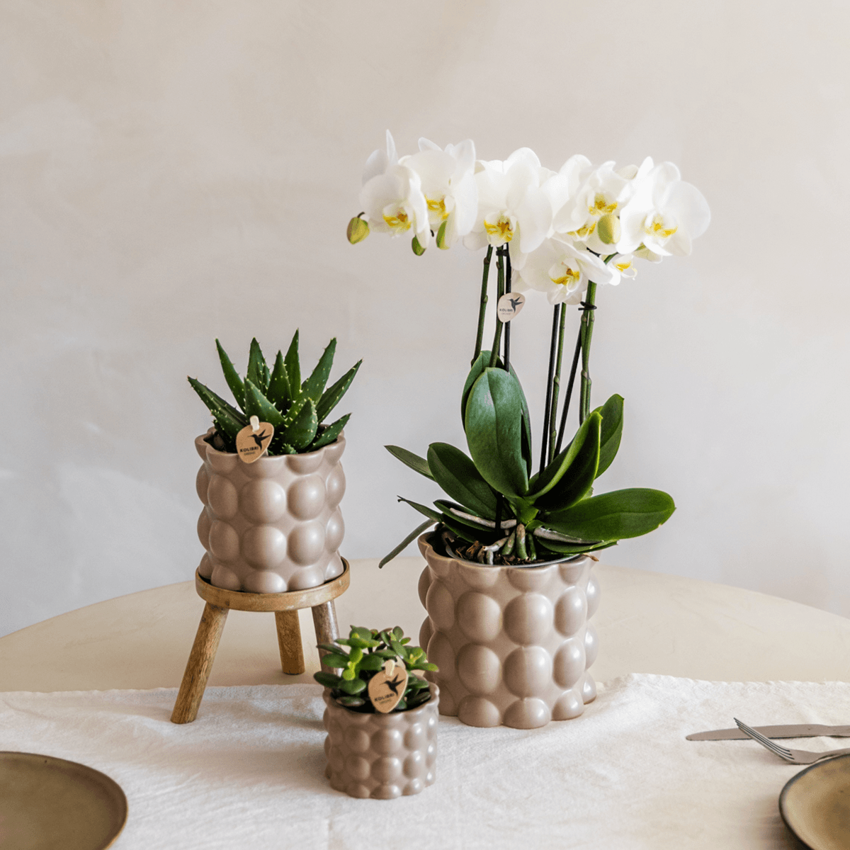 Topf Baumwolle – Sand – Ø9cm – Übertopf mit organischer Rillenstruktur – Keramik – Blumentopf für Orchideen & Zimmerpflanzen – Plant