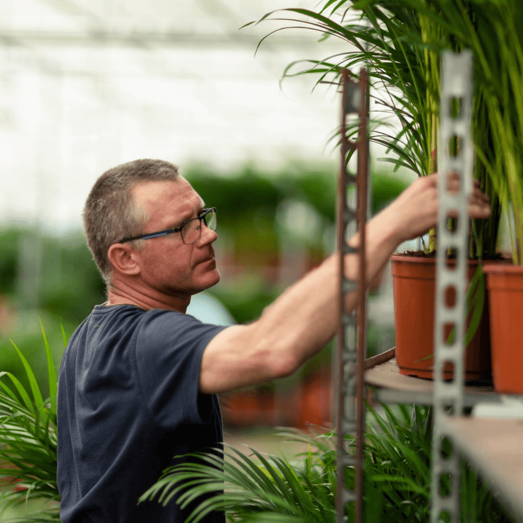 Goldfruchtpalme Areca – Zimmerpflanze Ø21cm – 110cm hoch – Luftreinigende tropische Palme für gesundes Raumklima – frisch aus der Baumschule – Plant