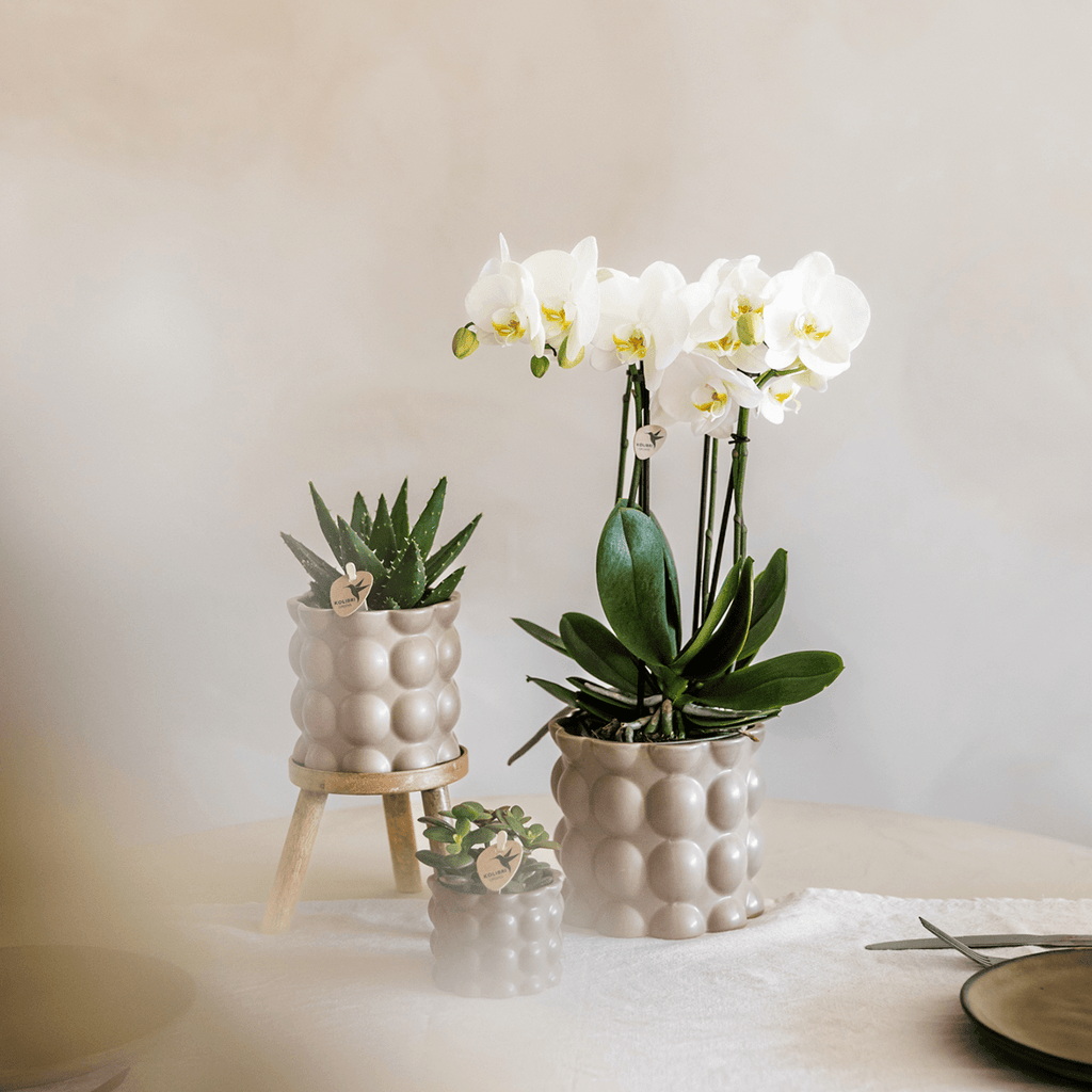 Topf Baumwolle – Sand – Ø9cm – Übertopf mit organischer Rillenstruktur – Keramik – Blumentopf für Orchideen & Zimmerpflanzen – Plant