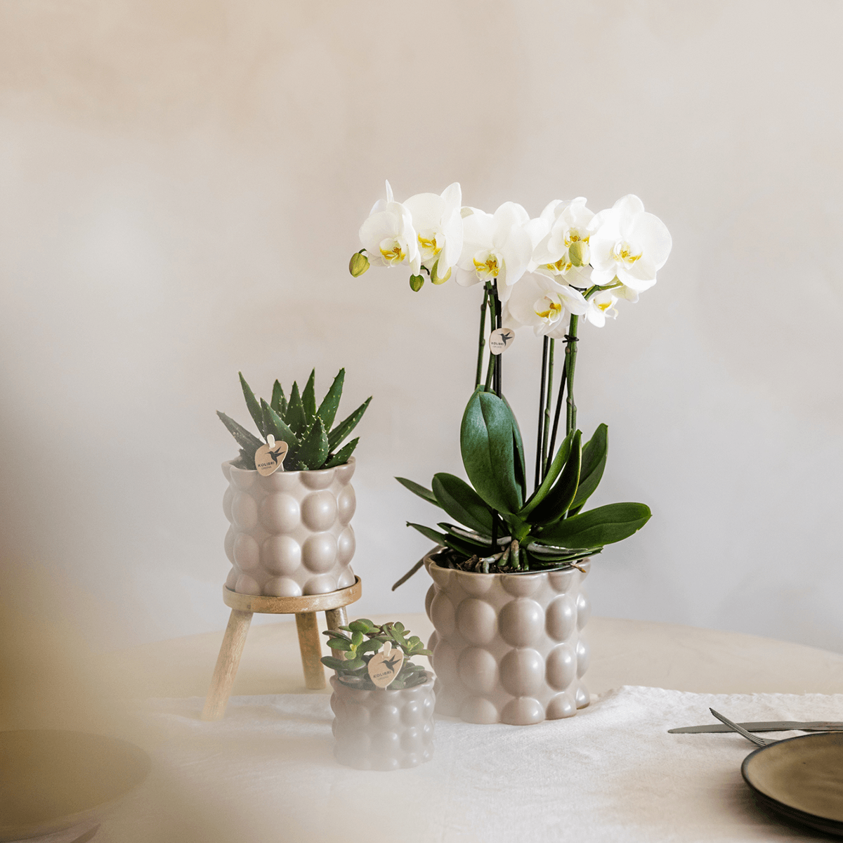 Topf Baumwolle – Sand – Ø9cm – Übertopf mit organischer Rillenstruktur – Keramik – Blumentopf für Orchideen & Zimmerpflanzen – Plant