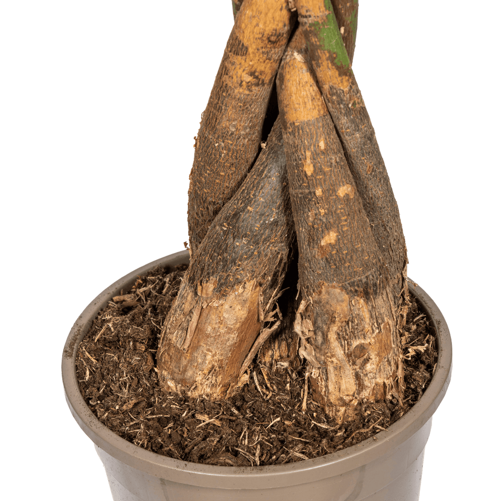 Glückskastanie Pachira Aquatica – Zimmerpflanze – Ø24cm – 120-140cm hoch – Geflochtener Stamm – Exotisch & pflegeleicht – Plant
