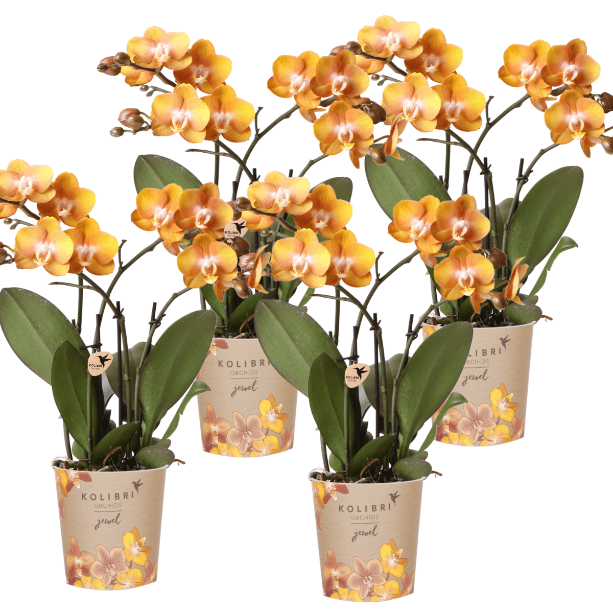 Phalaenopsis-Orchidee Las Vegas – Orange – Ø12cm – Zimmerpflanze mit 3-4 Blütenstielen – Edle Multiflora-Orchidee für Wohnung & Büro – Plant