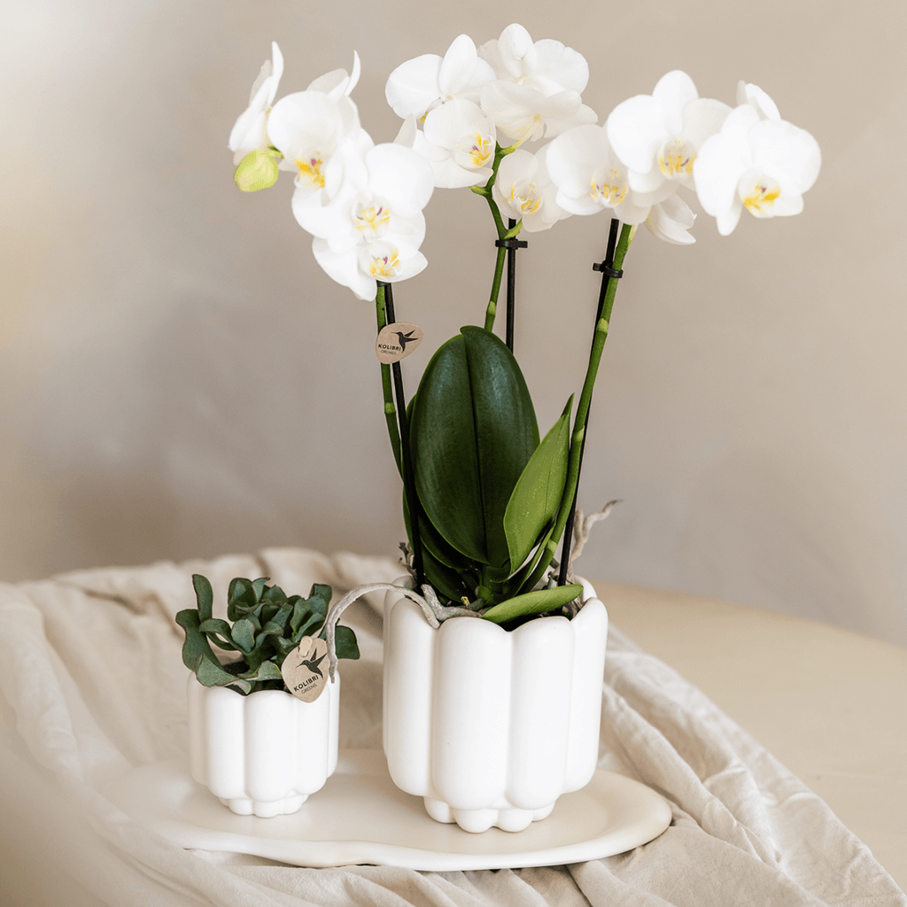 Retro Pflanztopf – Weiß – Ø9cm – Übertopf aus Keramik – Slow Living Kollektion – Blumentopf mit Rillenstruktur – Plant