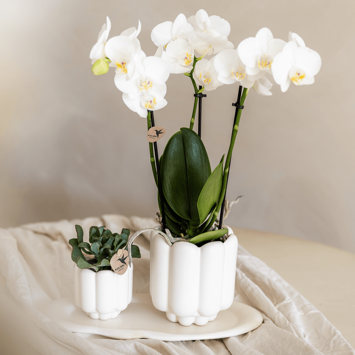 Retro Pflanztopf – Weiß – Ø9cm – Übertopf aus Keramik – Slow Living Kollektion – Blumentopf mit Rillenstruktur – Plant