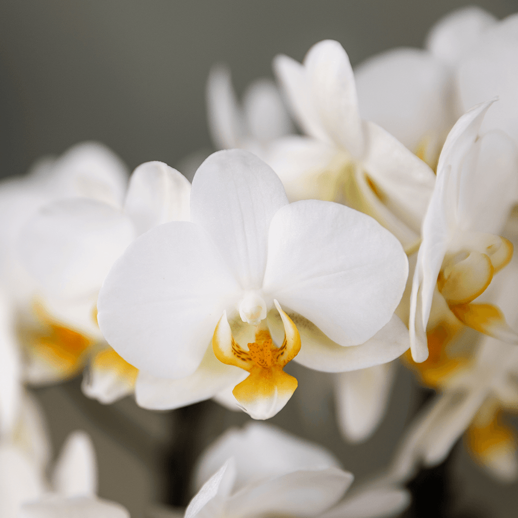 Orchideen Überraschungsbox – 2 Orchideen – 9cm – Pflanzen – Vorteilsbox – frische Lieferung direkt vom Züchter – Plant